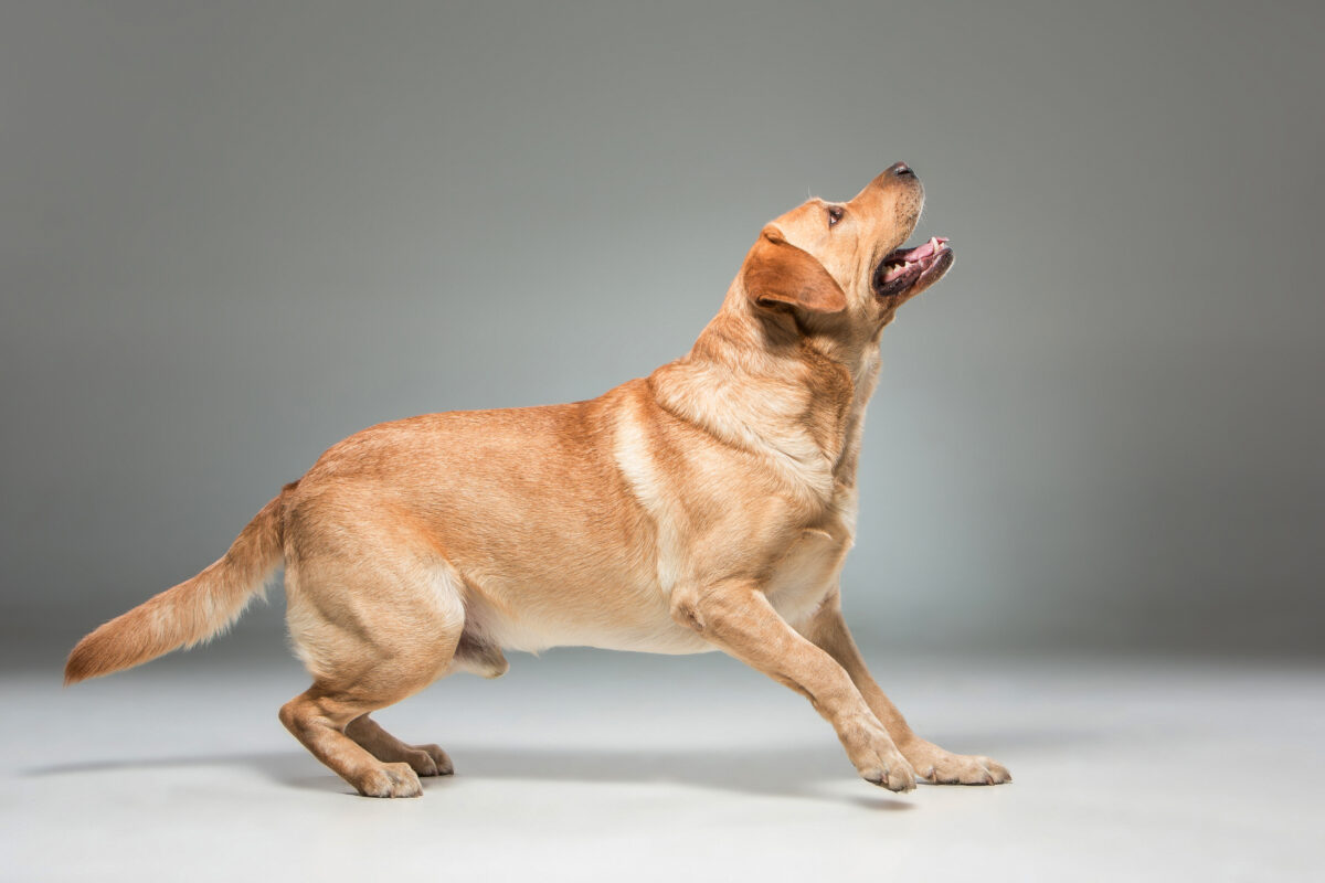 Several Approaches to Dog Training